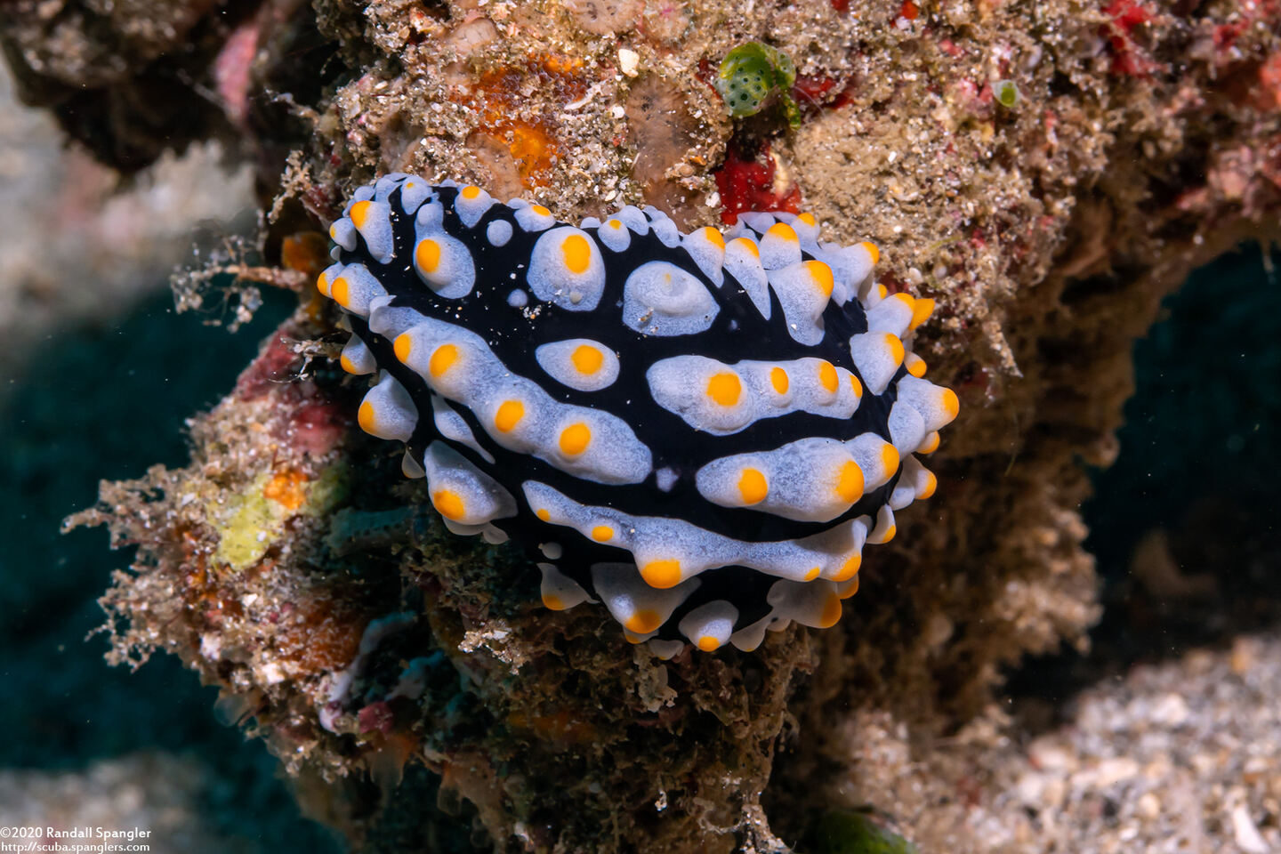 Phyllidia varicosa (Varicose Phyllidia)