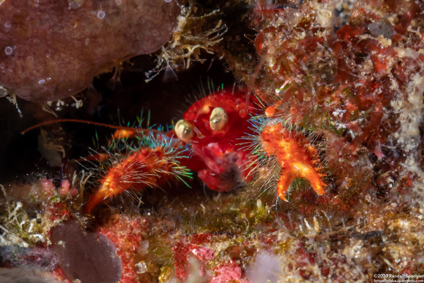 Munida olivarae (Olivar's Squat Lobster)