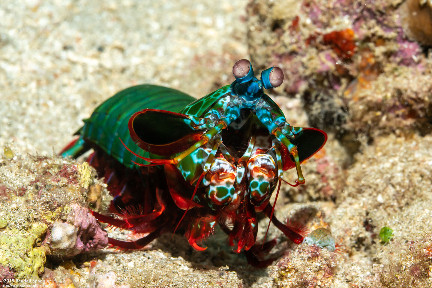 Odontodactylus scyllarus (Peacock Mantis Shrimp)
