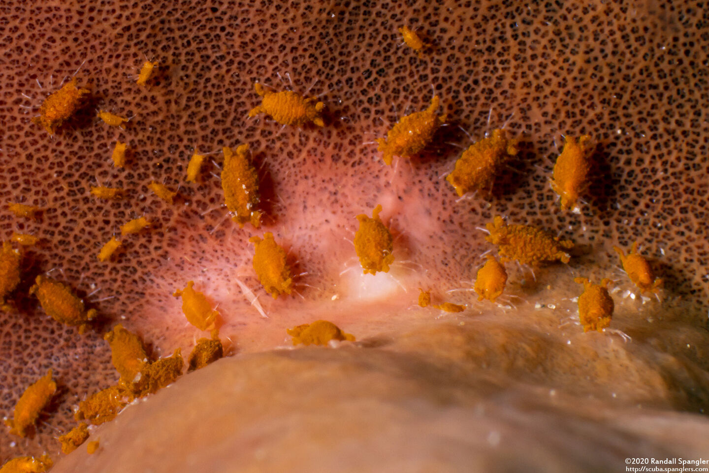 Santia sp.1 (Sponge Isopod)