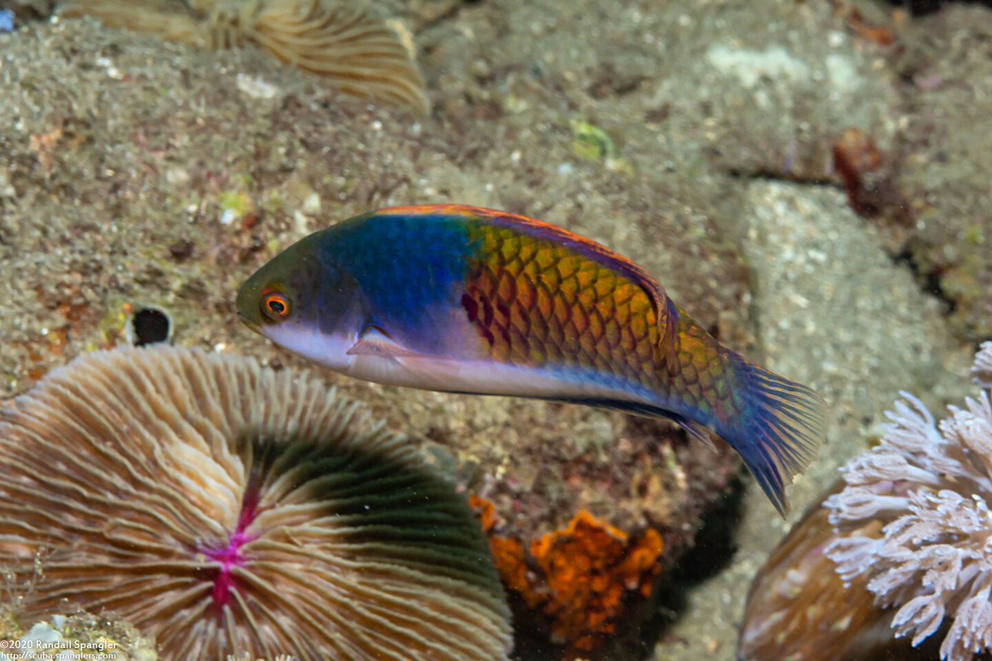 Cirrhilabrus cyanopleura (Bluesided Fairy Wrasse)