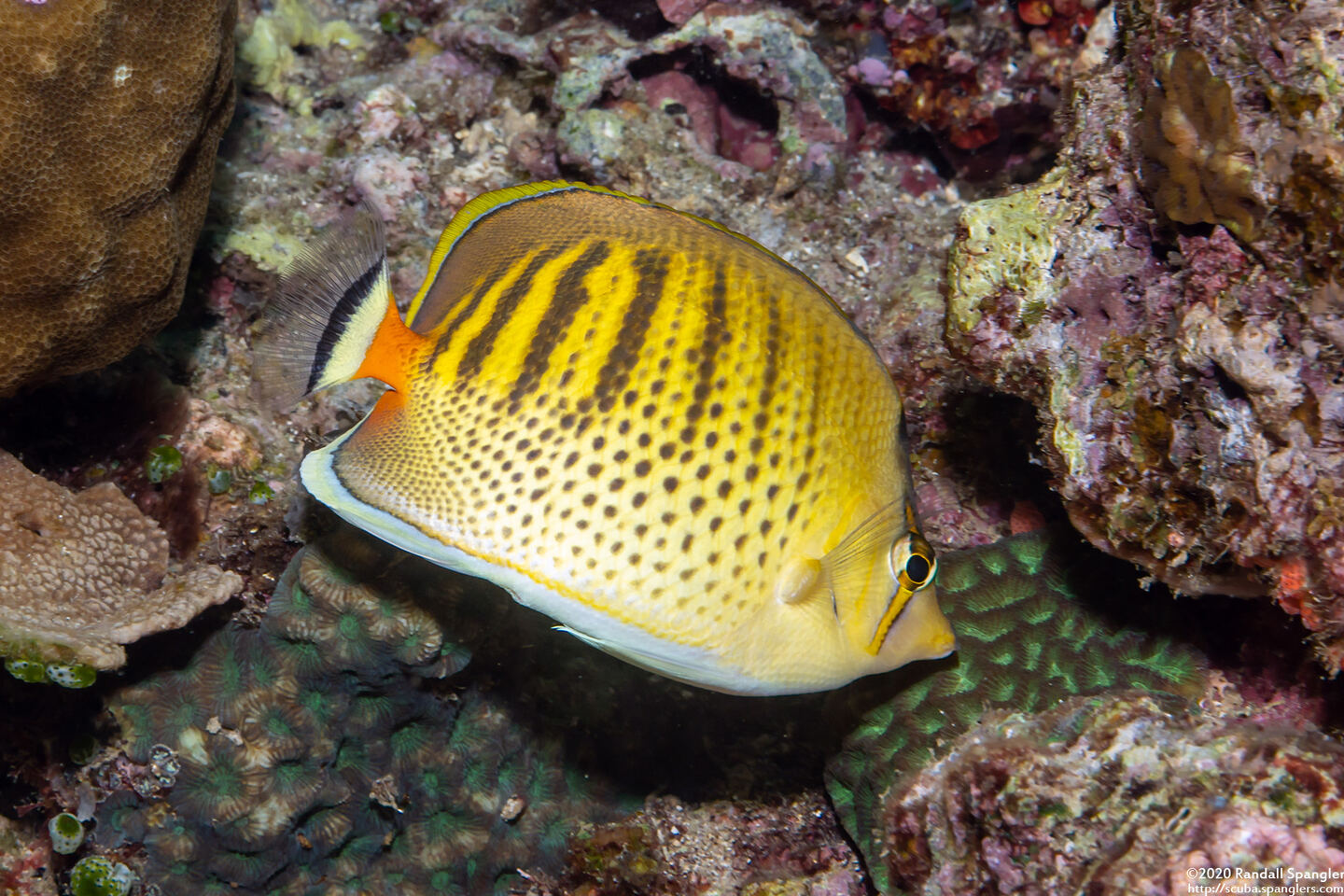 Chaetodon punctatofasciatus (Spot-Banded Butterflyfish)