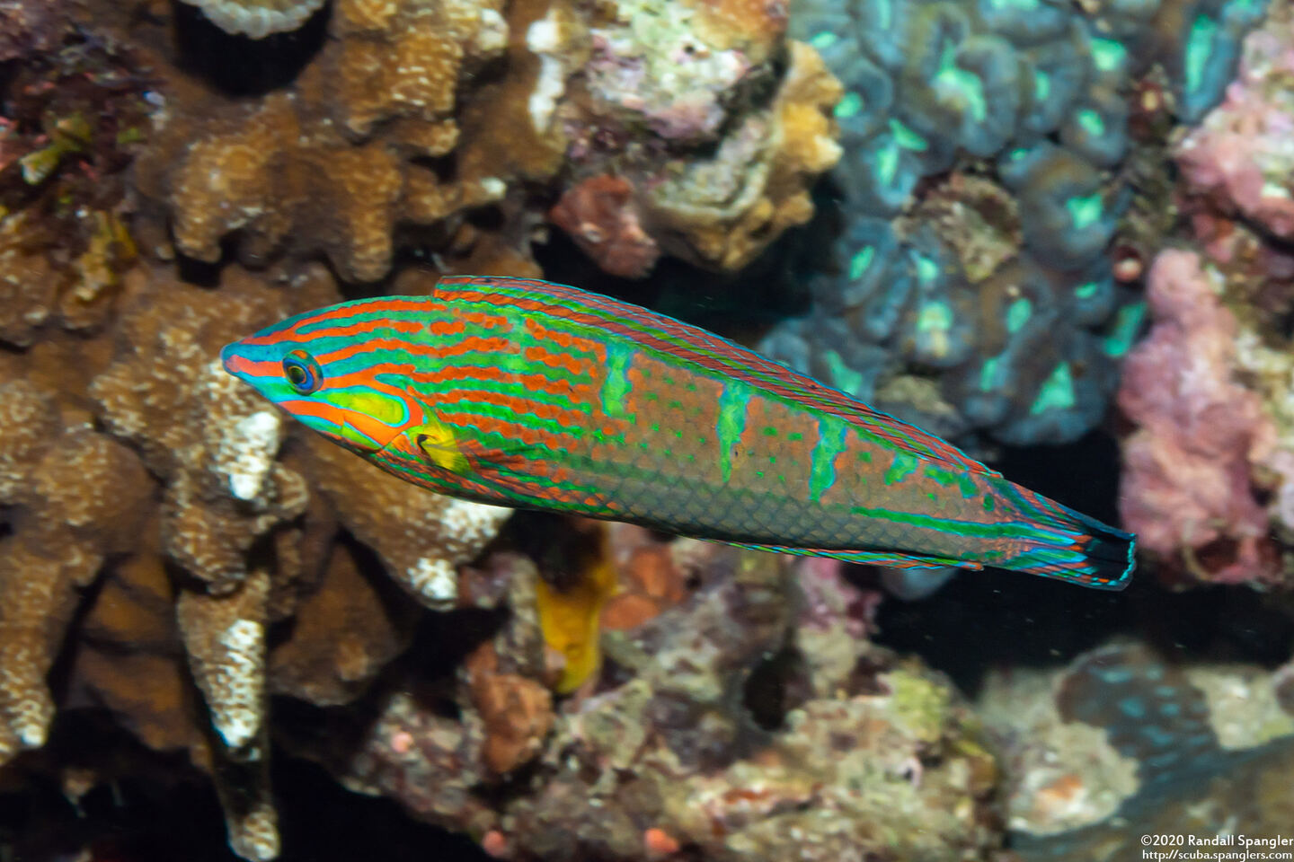 Halichoeres melanurus (Pinstriped Wrasse)