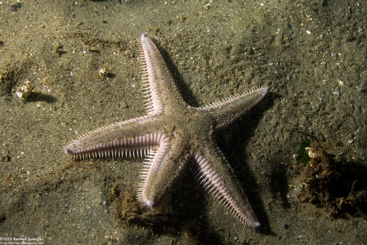 Astropecten armatus (Spiny Sand Star)
