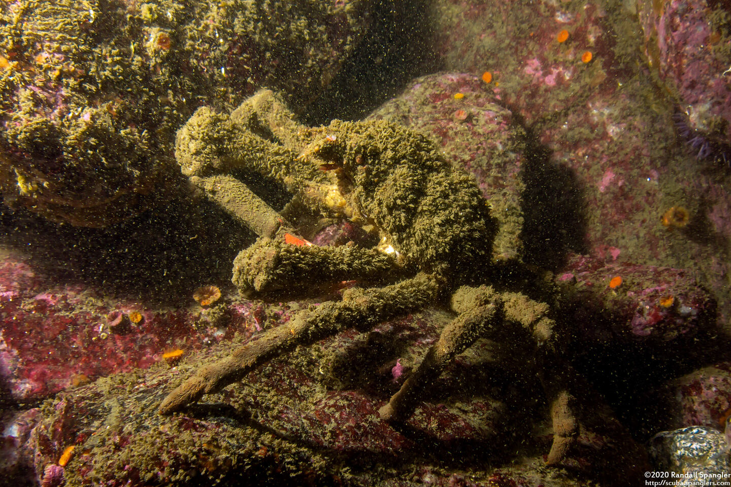 Loxorhynchus crispatus (Masking Crab)