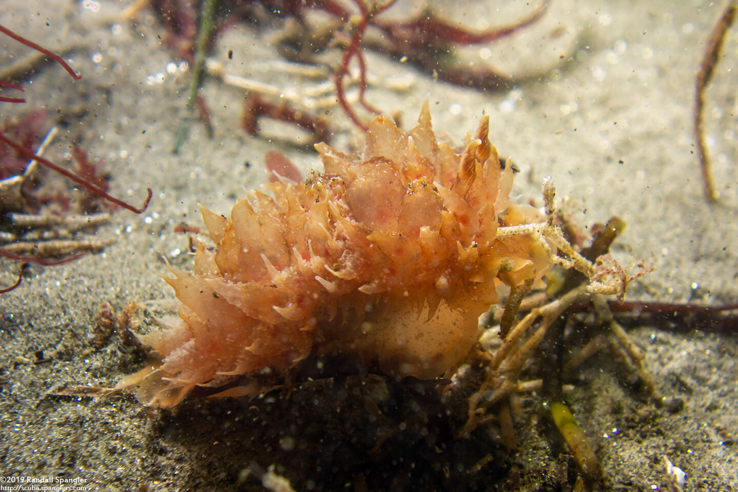 Dirona picta (Colorful Dirona)