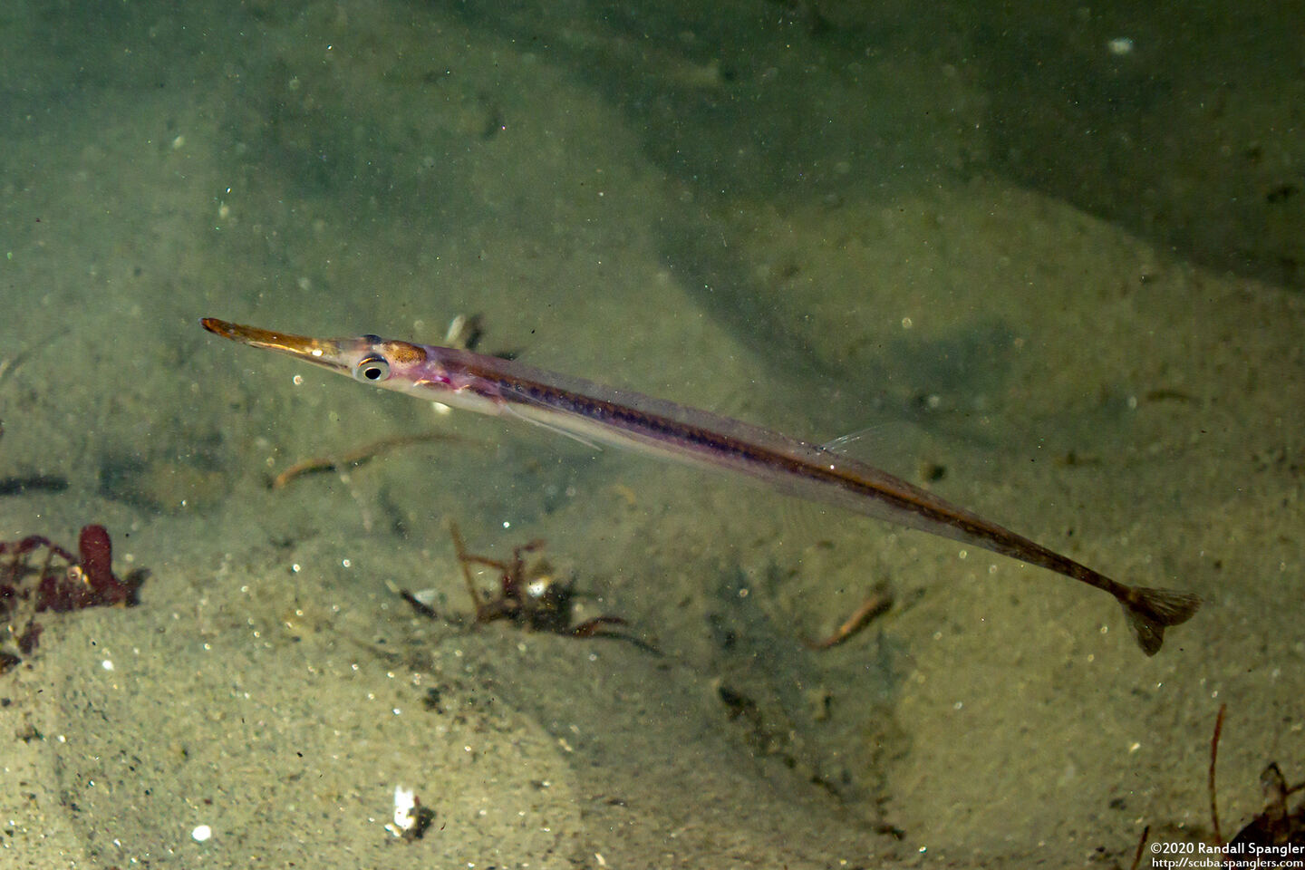 Aulorhynchus flavidus (Tubesnout)