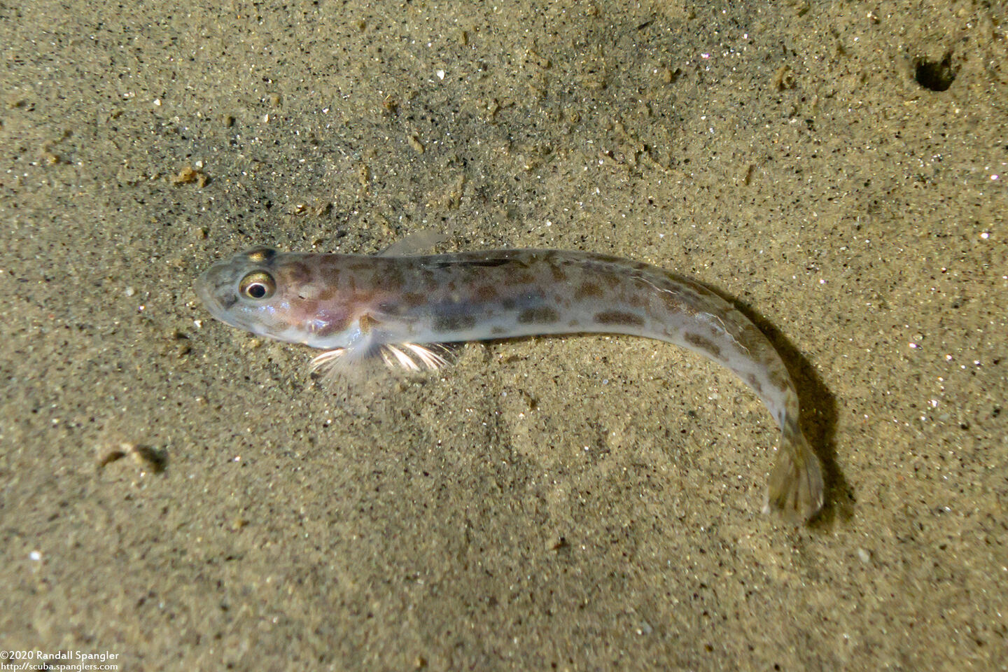 Lepidogobius lepidus (Bay Goby)