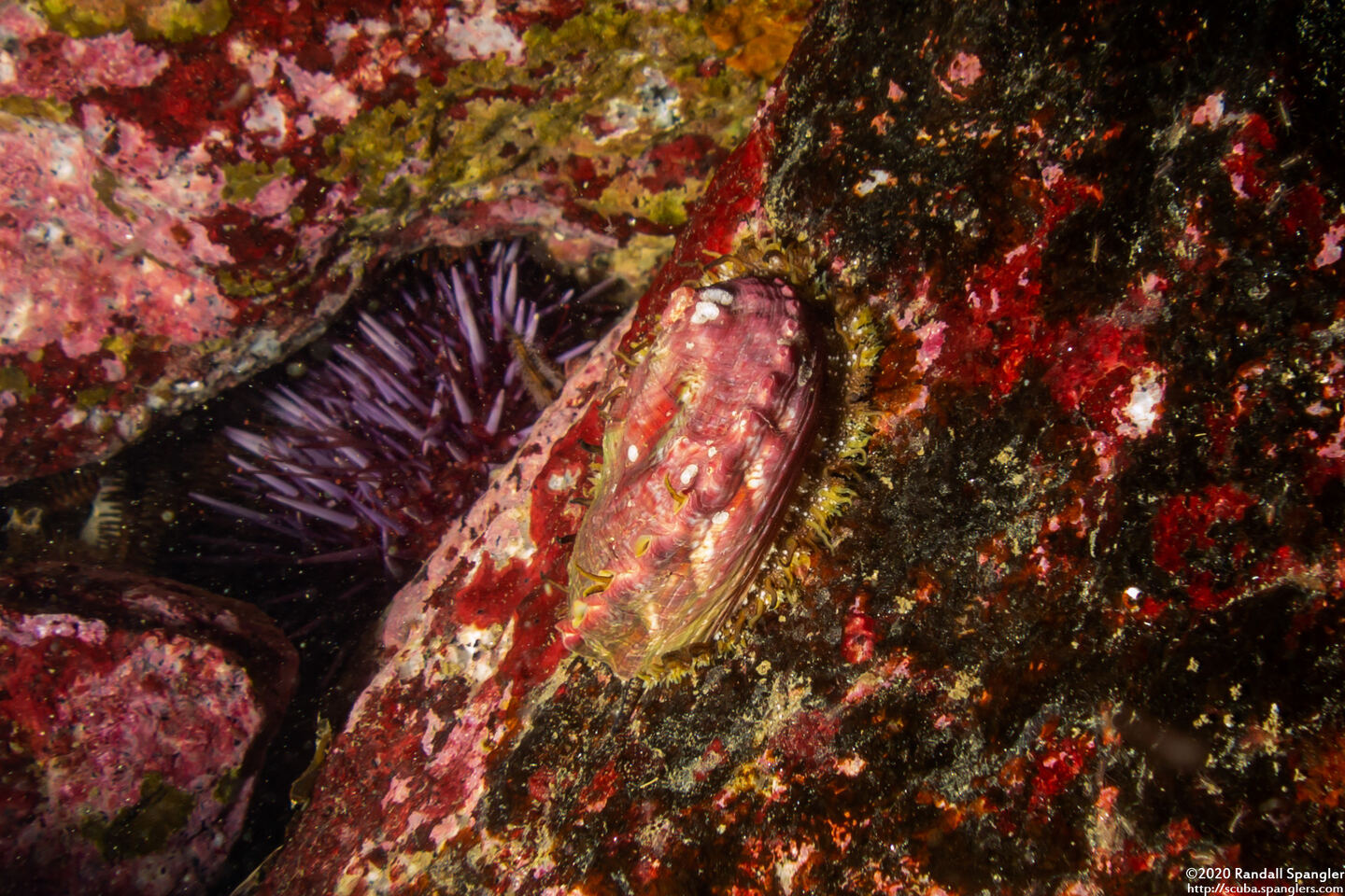 Haliotis kamtschatkana (Pinto Abalone)