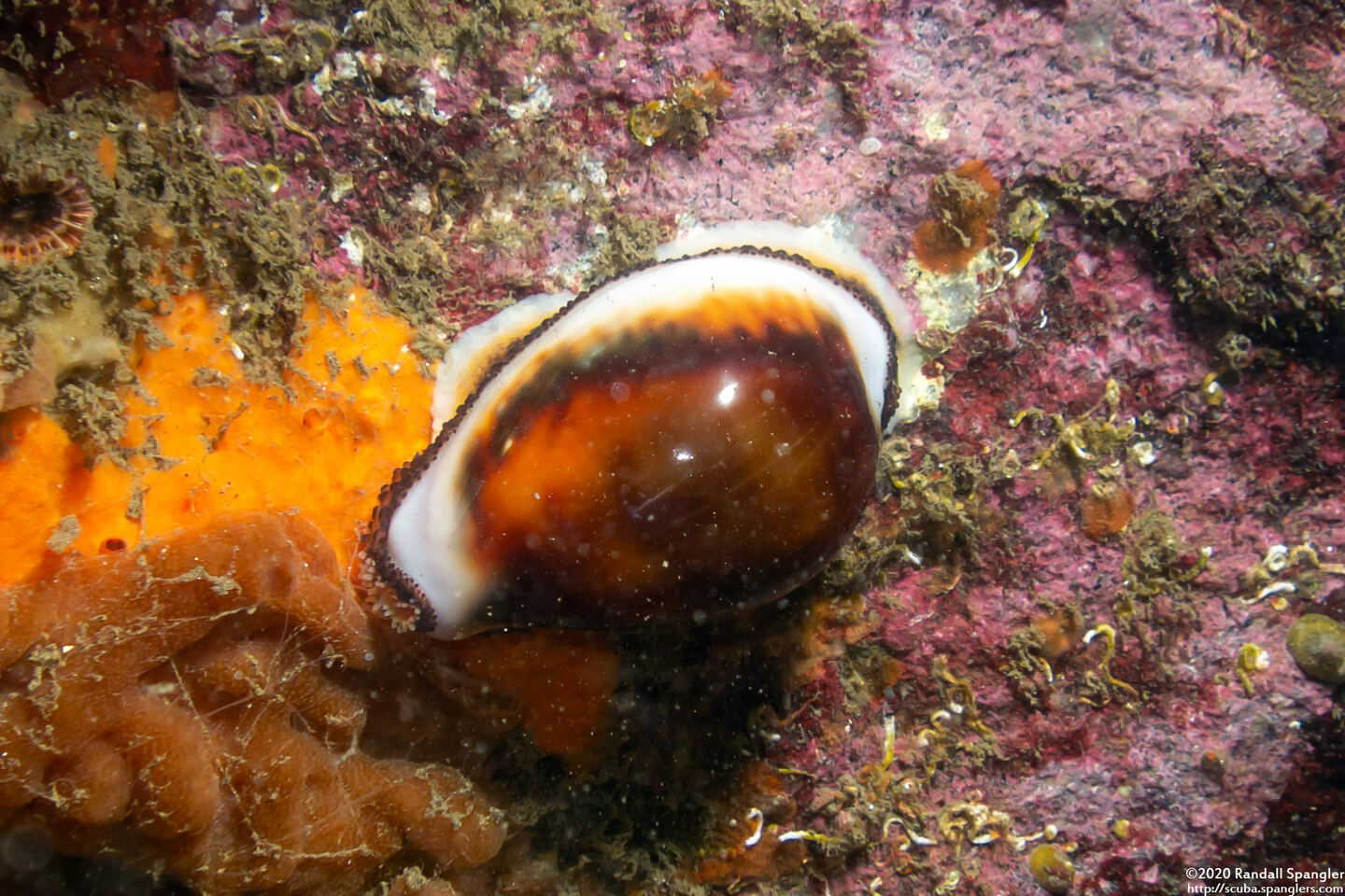 Neobernaya spadicea (Chestnut Cowry)