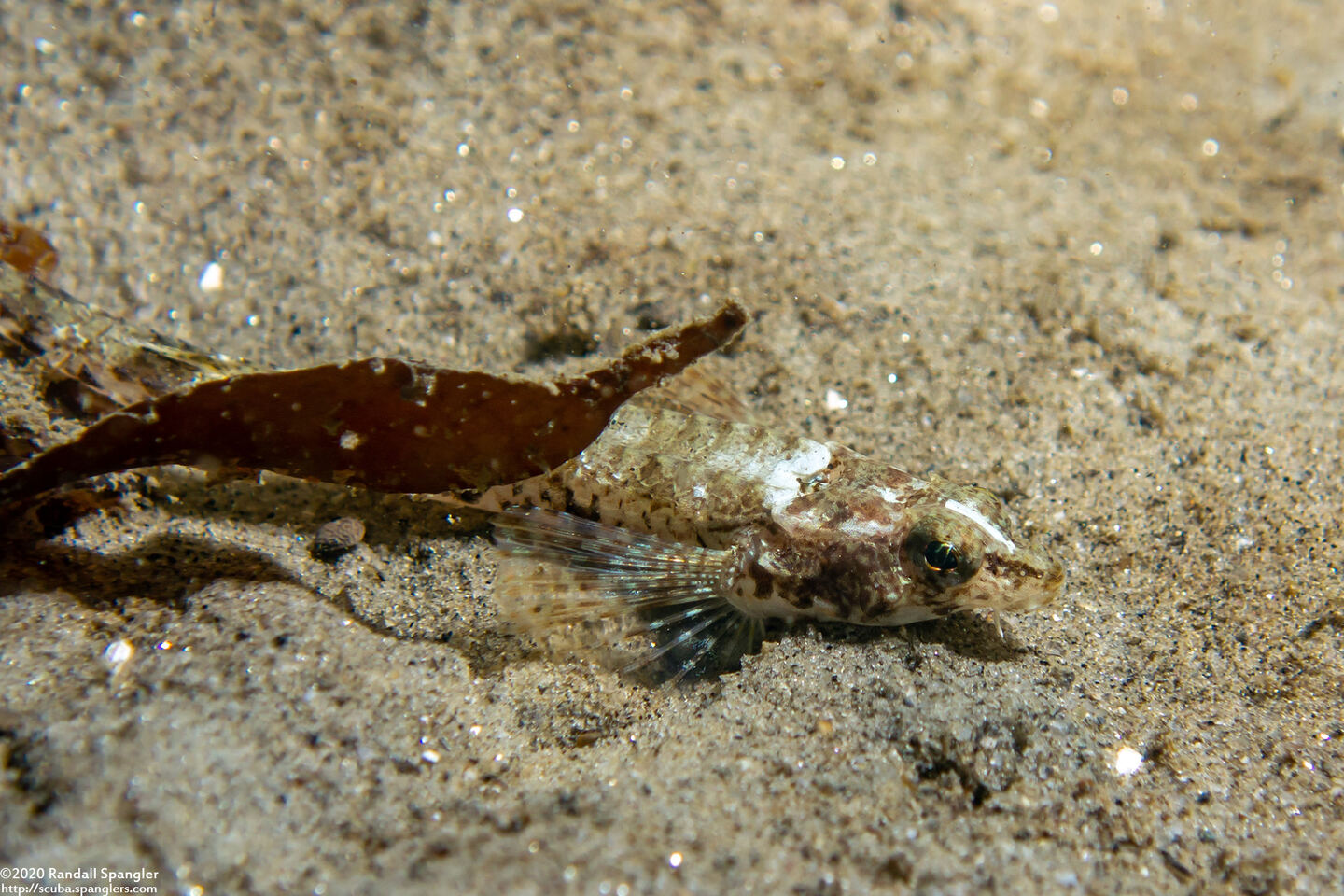Odontopyxis trispinosa (Pygmy Poacher)