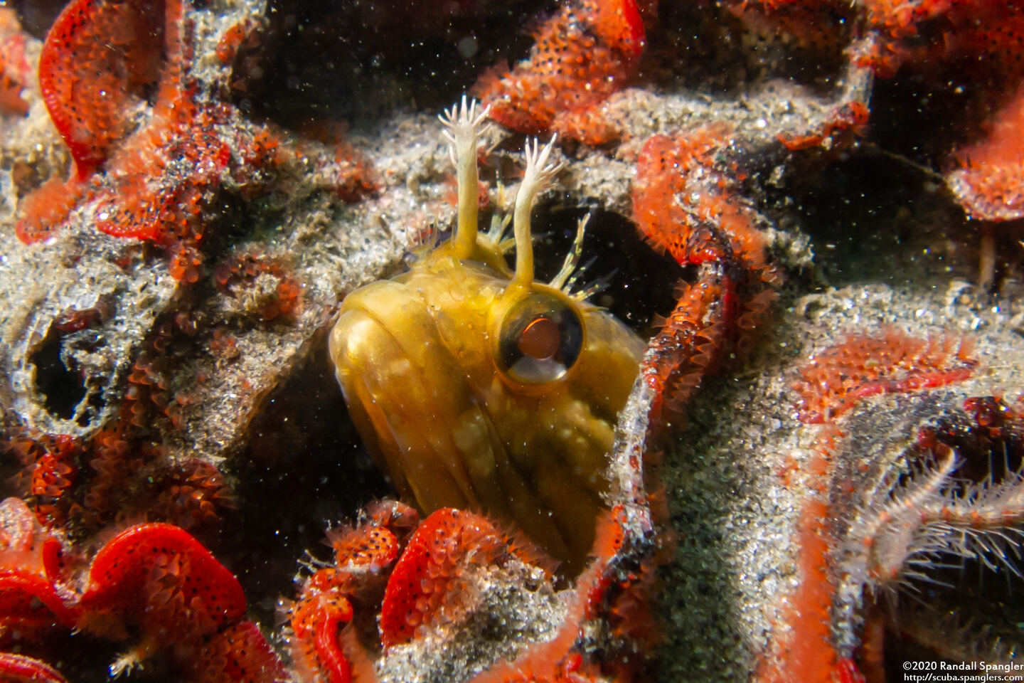 Neoclinus uninotatus (Onespot Fringehead)