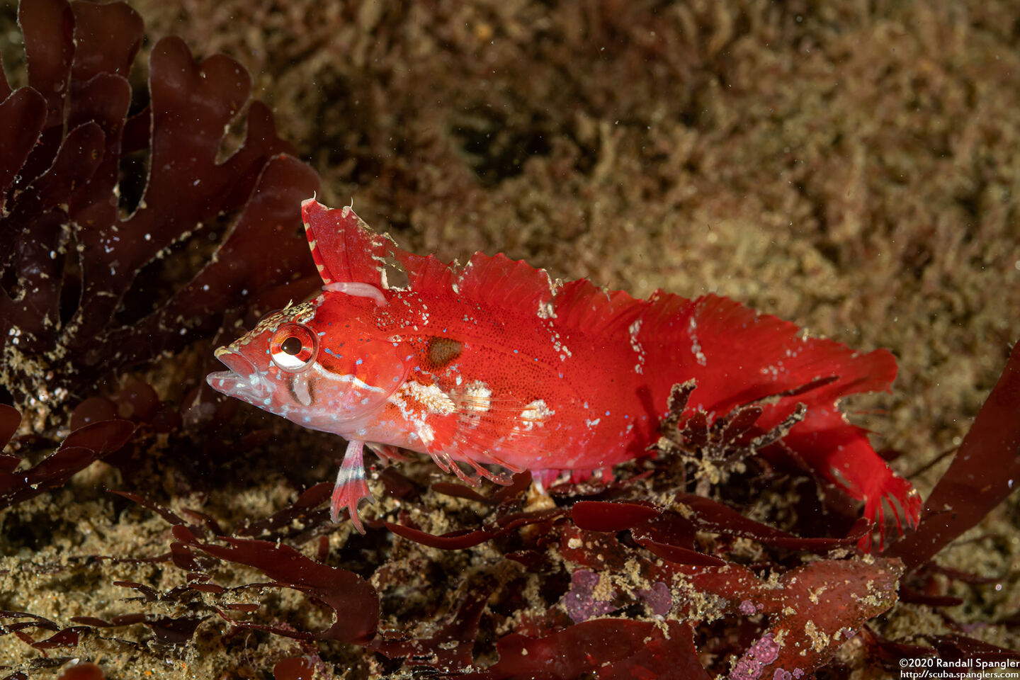 Gibbonsia montereyensis (Crevice Kelpfish)