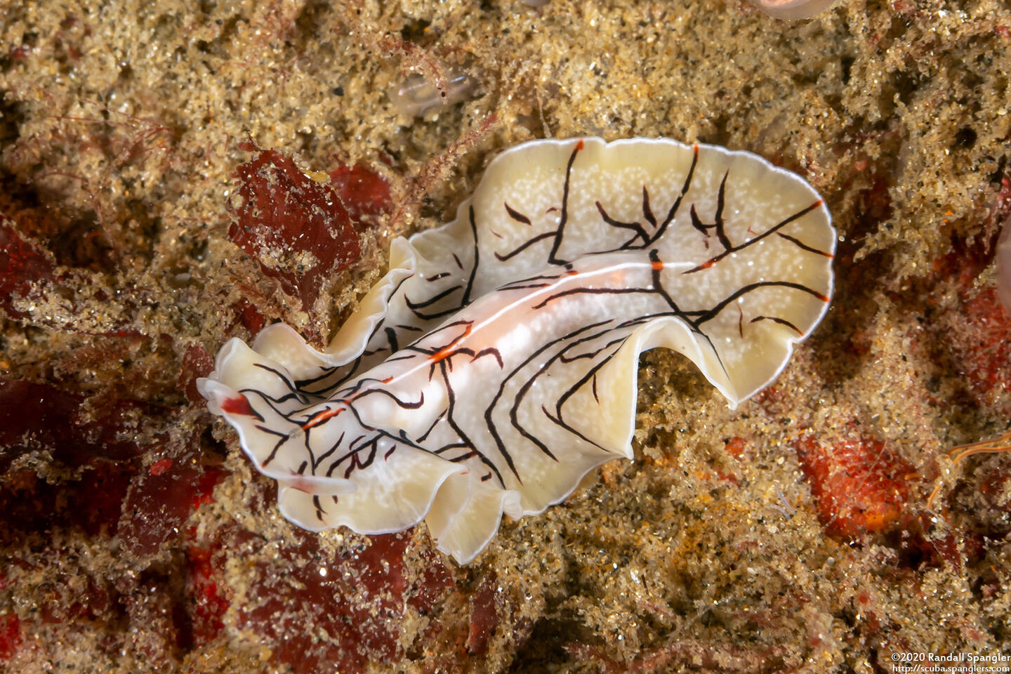 Eurylepta californica (Montgomery's Flatworm)