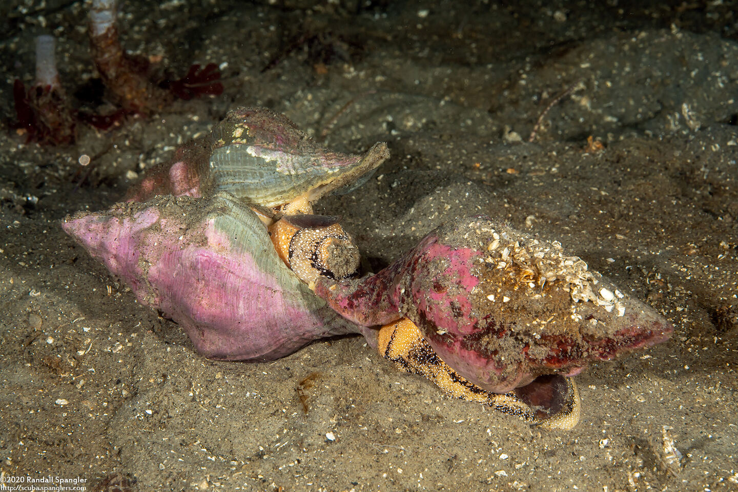 Kelletia kelletii (Kellet's Whelk); Mating
