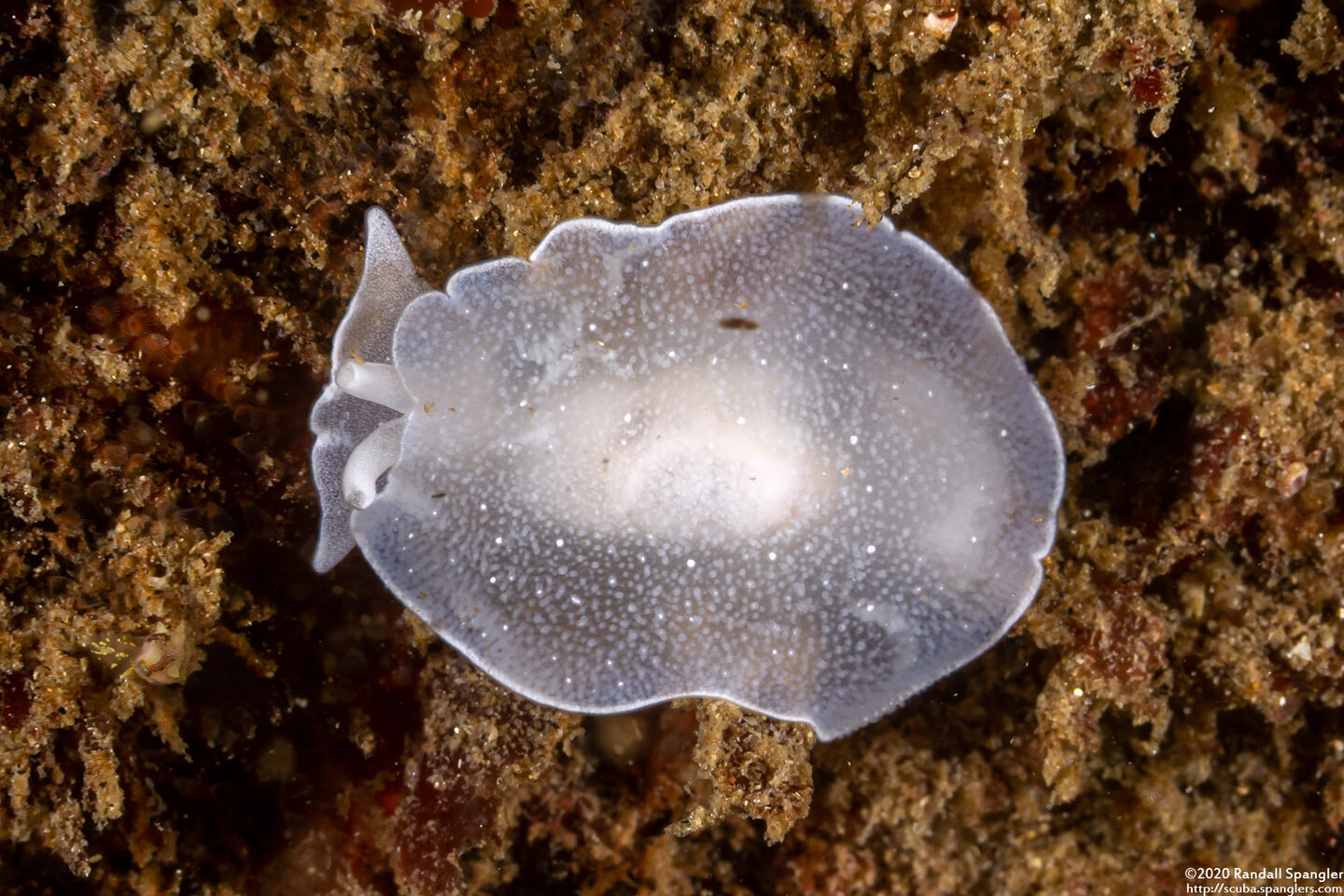 Berthella chacei (White Berthella)