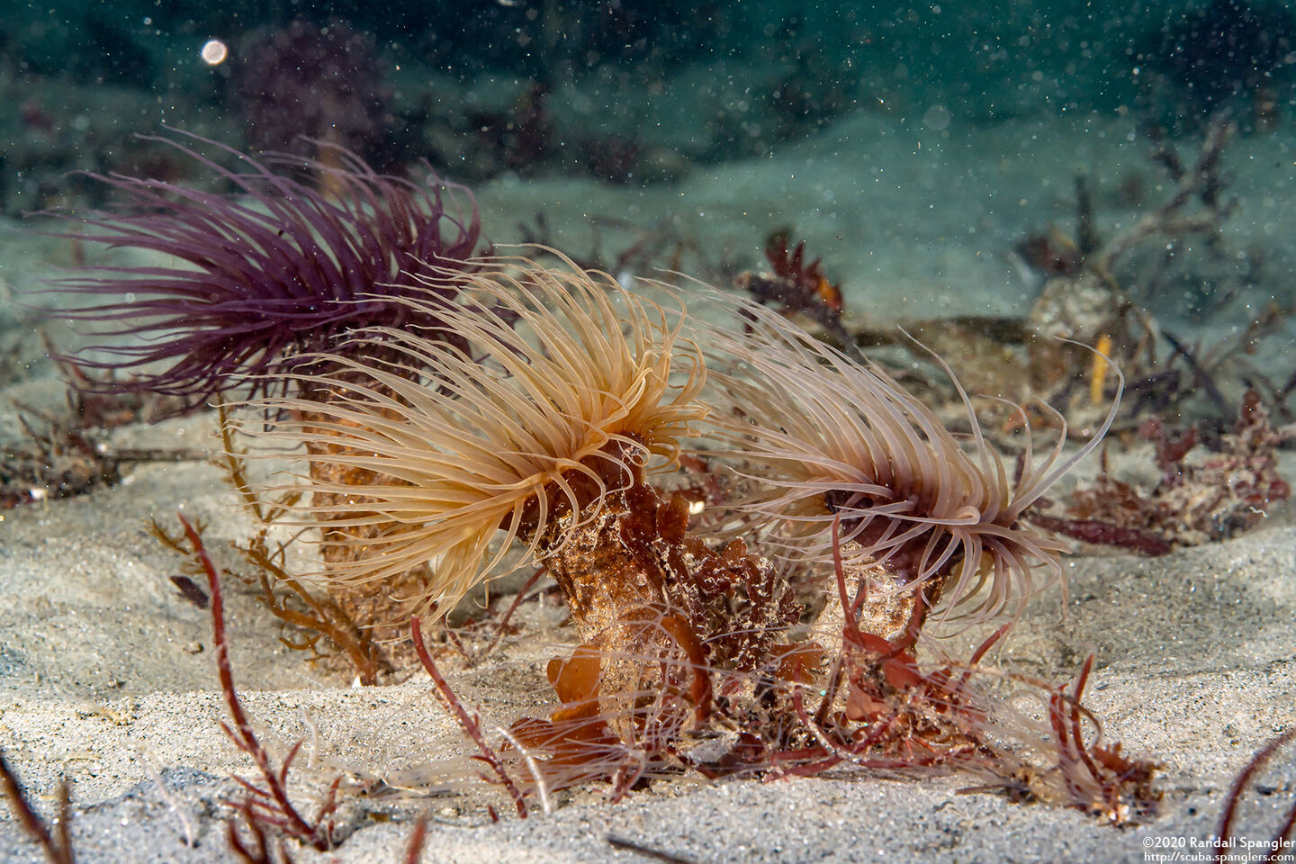 Pachycerianthus fimbriatus (Tube-Dwelling Anemone)