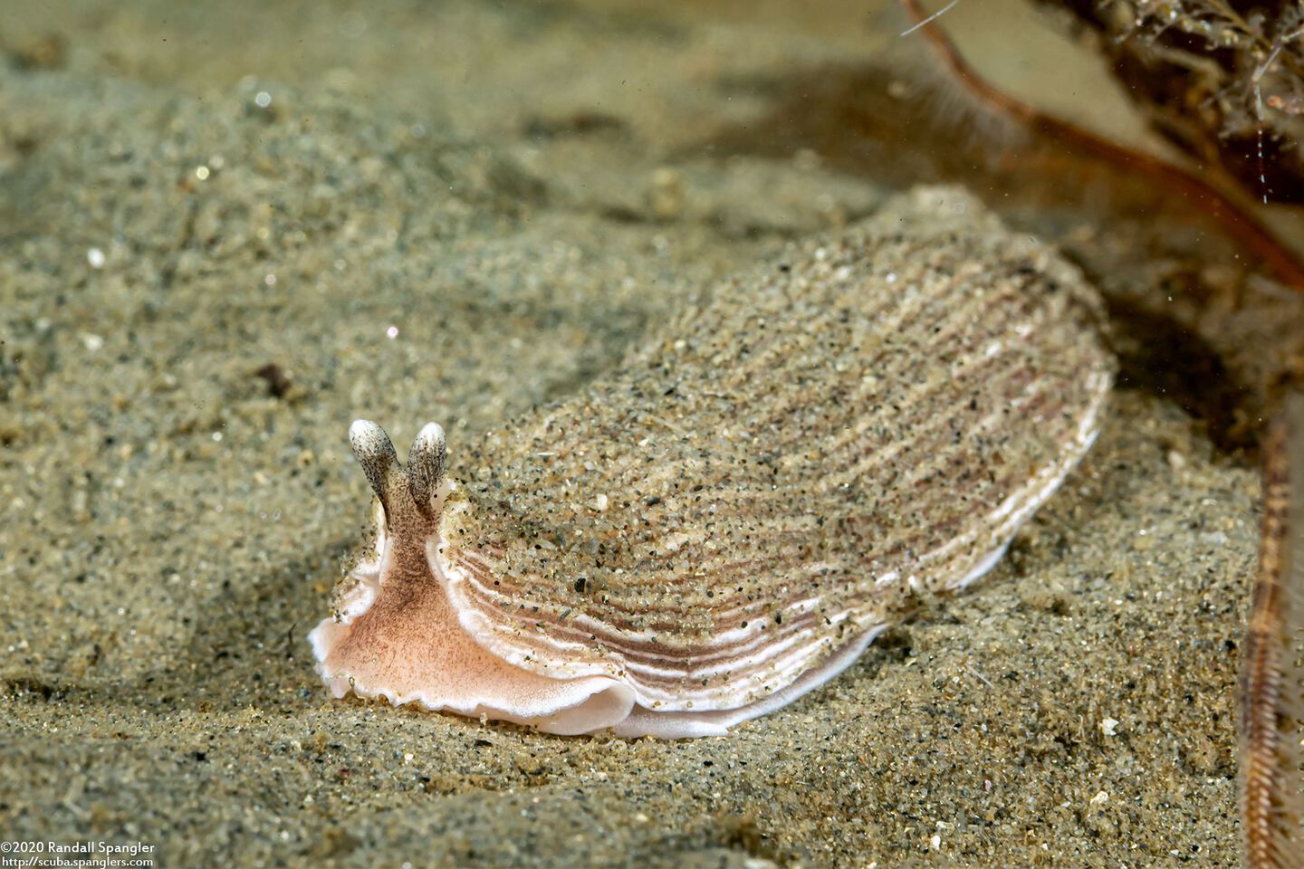 Armina californica (California Armina)