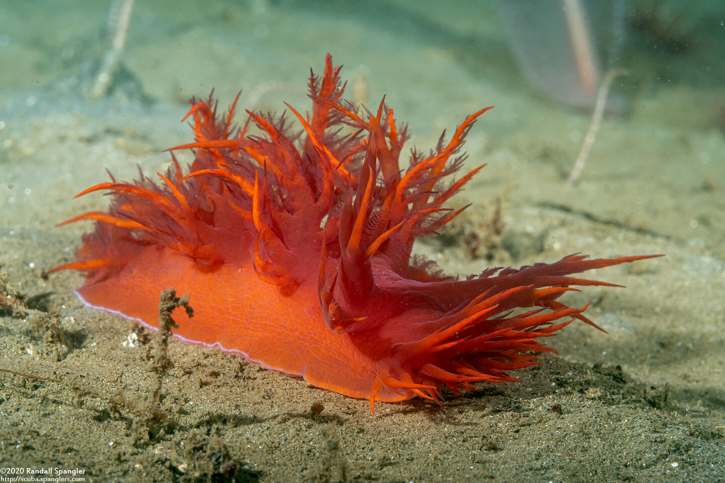 Dendronotus iris (Rainbow Dendronotus)