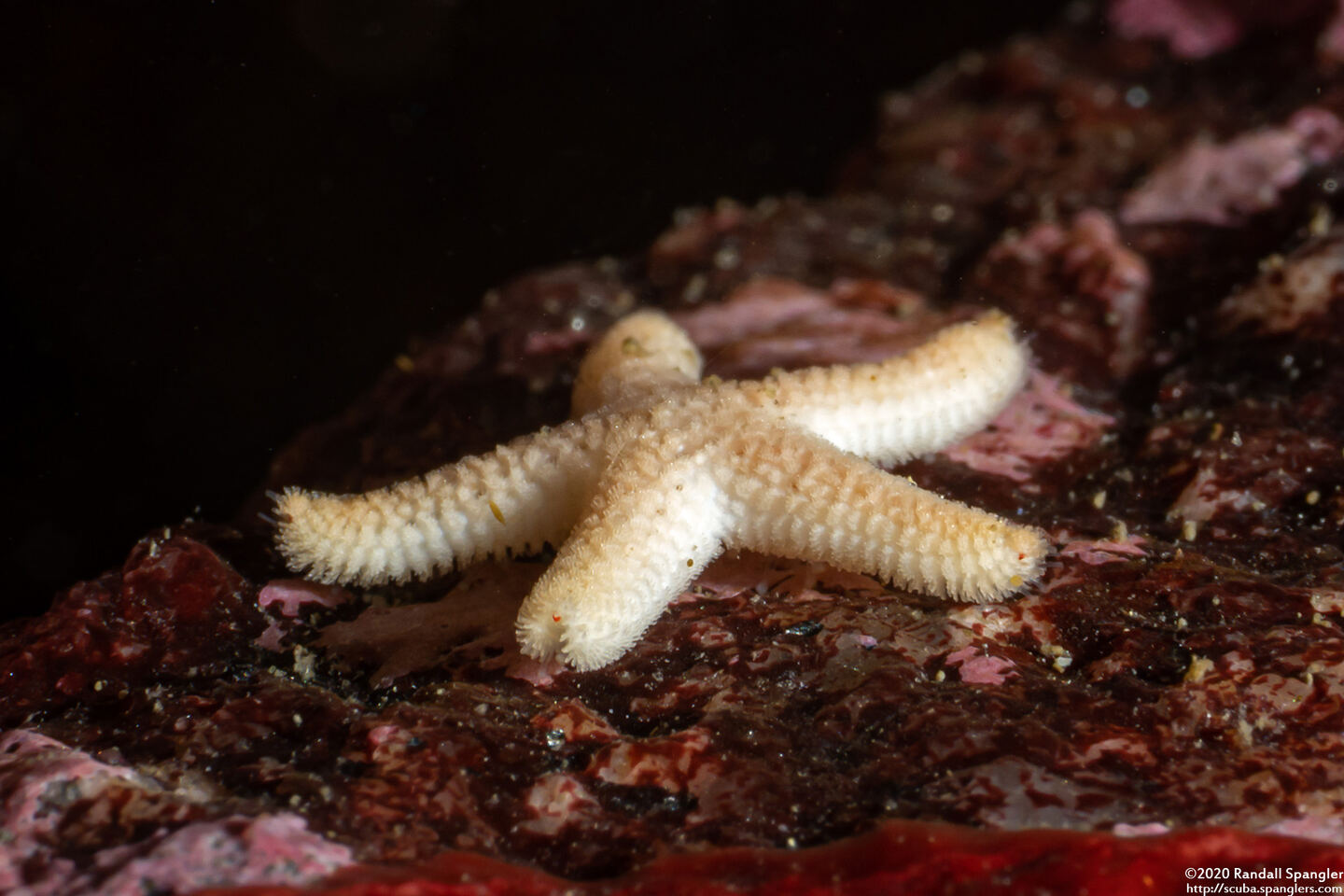 Henricia pumila (Dwarf Mottled Star)