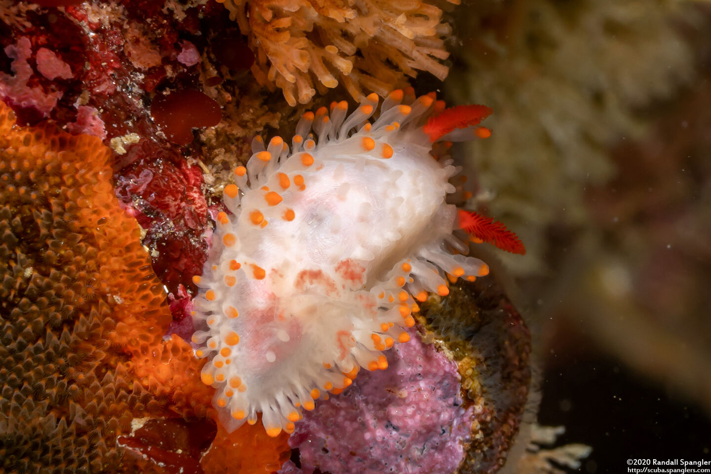 Limacia cockerelli (Cockerell's Dorid)
