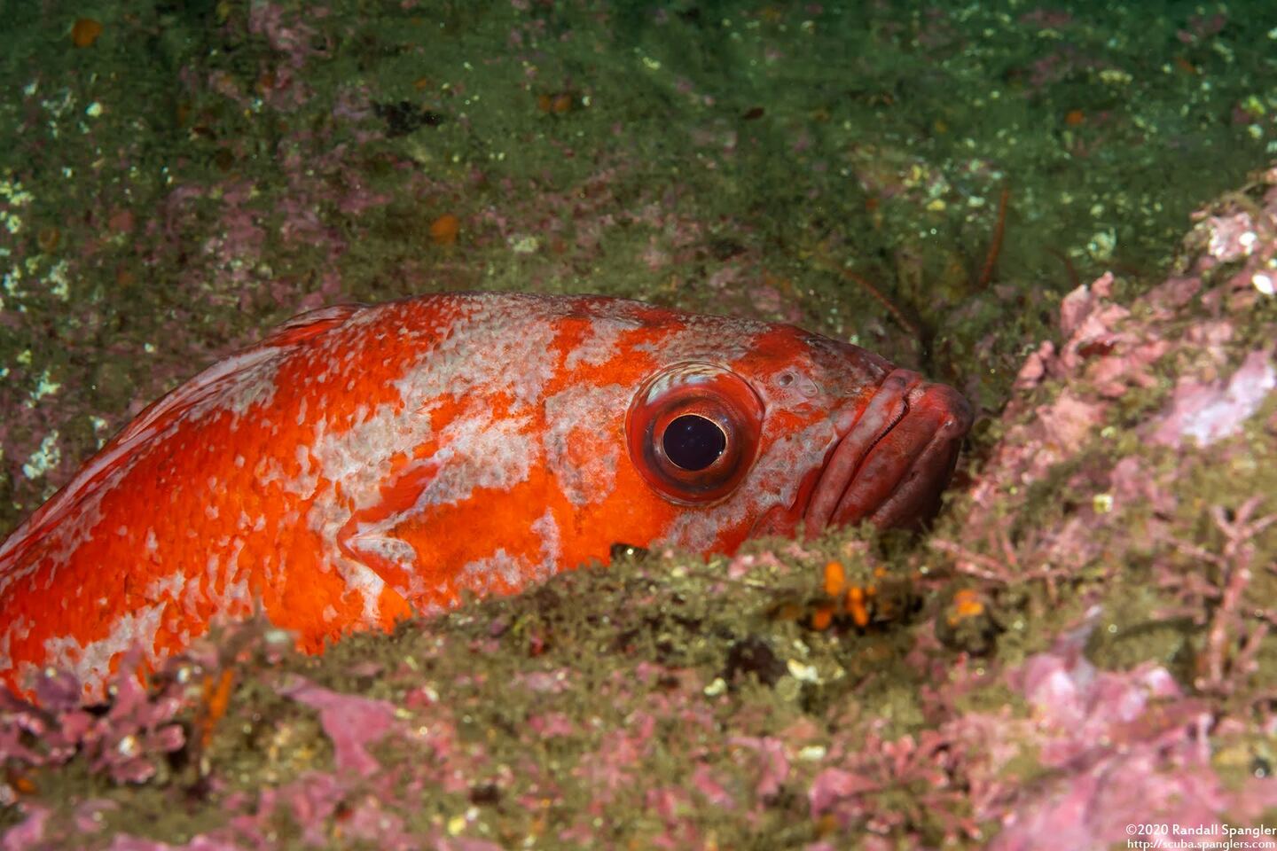 Sebastes miniatus (Vermilion Rockfish)