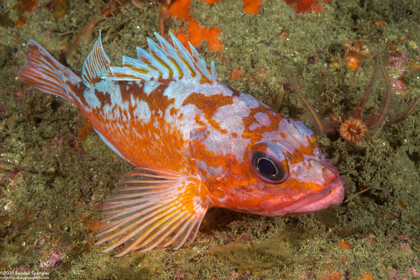 Sebastes rosaceus (Rosy Rockfish)