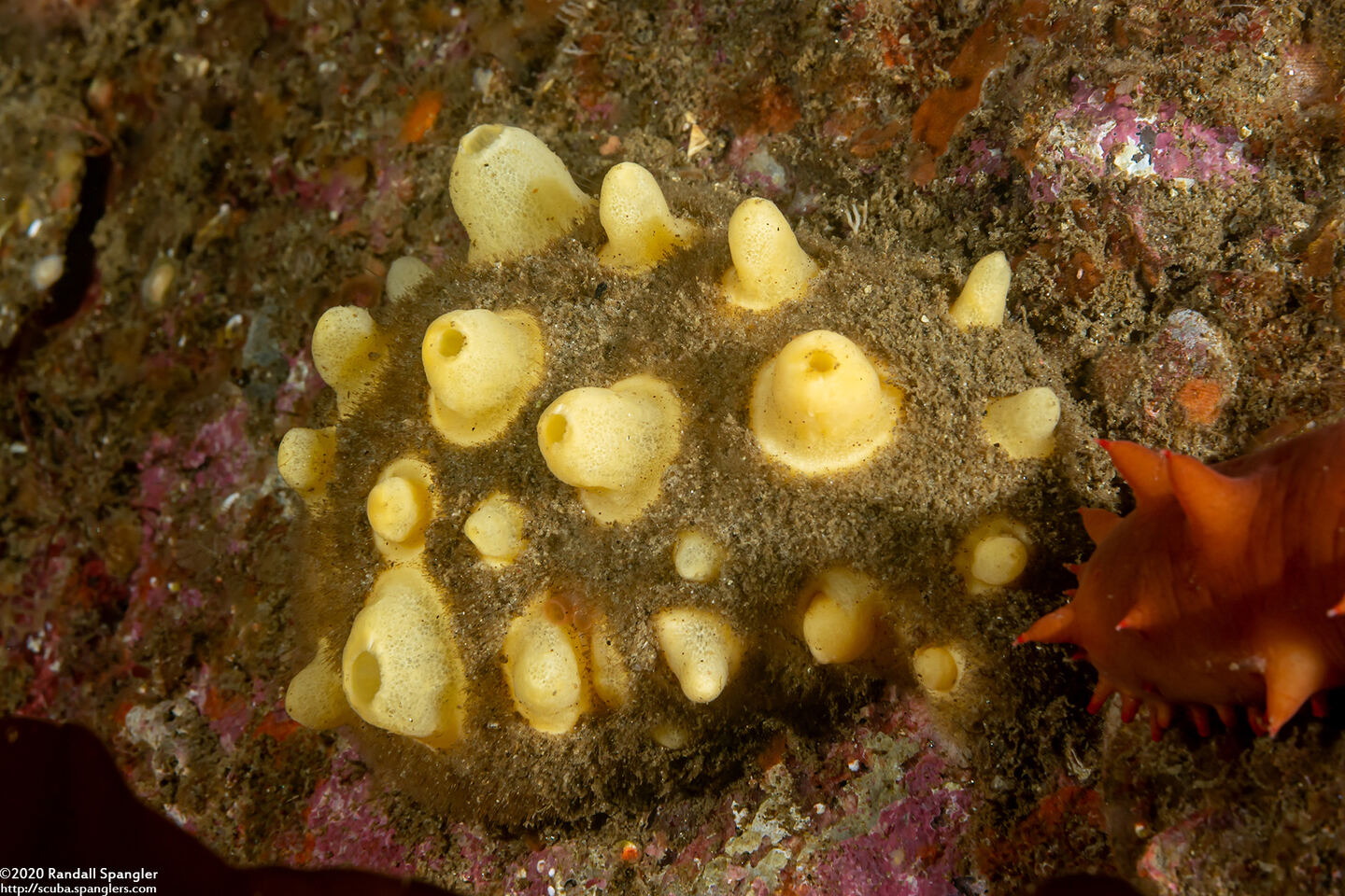 Polymastia pachymastia (Aggregated Nipple Sponge)