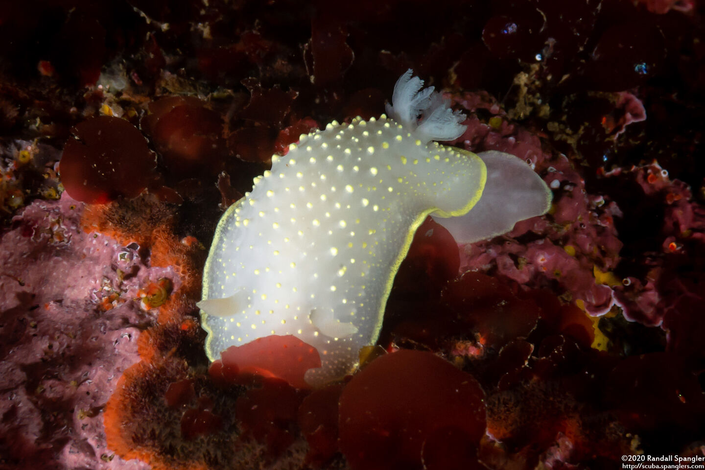 Cadlina luteomarginata (Yellow Margin Cadlina)