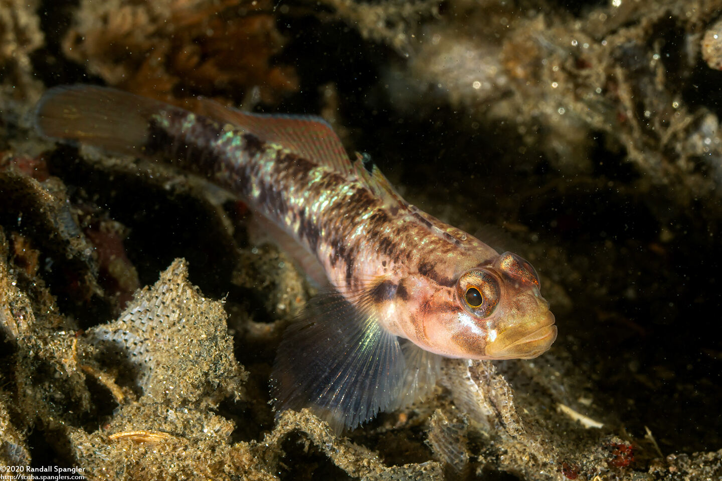 Rhinogobiops nicholsii (Blackeye Goby)