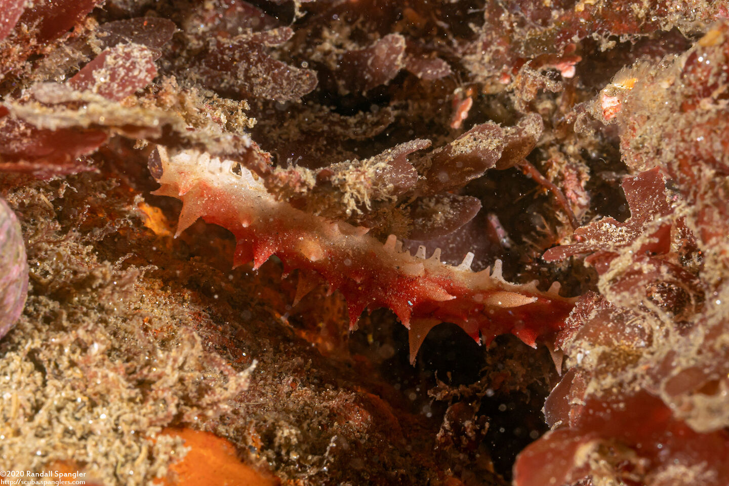 Parastichopus californicus (California Sea Cucumber); Tiny one, just an inch long