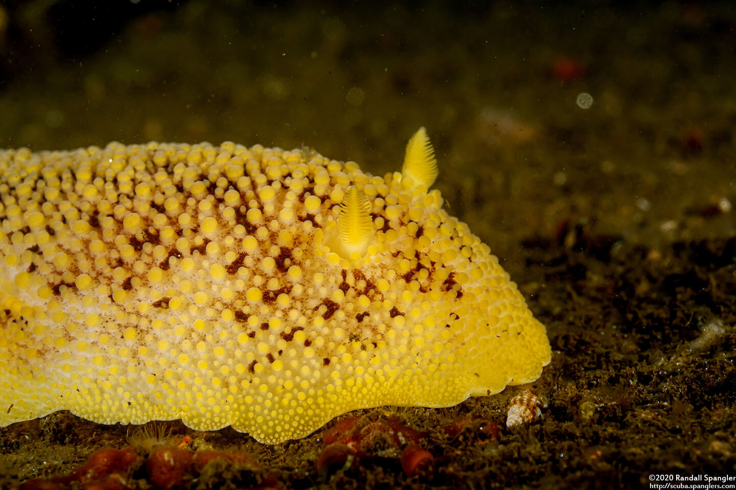Peltodoris nobilis (Sea Lemon)