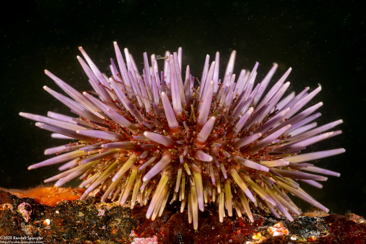 Strongylocentrotus purpuratus (Purple Sea Urchin)