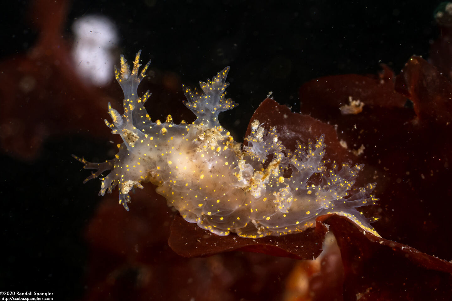 Dendronotus venustus (Branched Dendronotus)