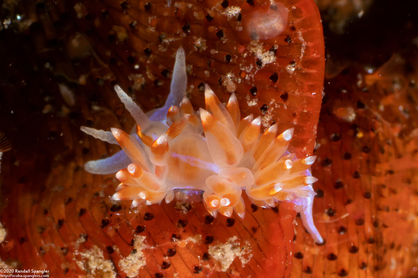 Hermissenda opalescens (Opalescent Nudibranch); Tiny, just a few mm long