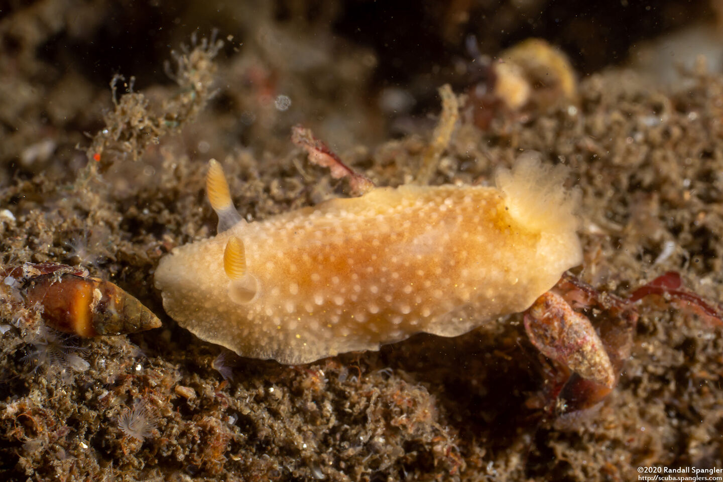 Cadlina modesta (Modest Cadlina)