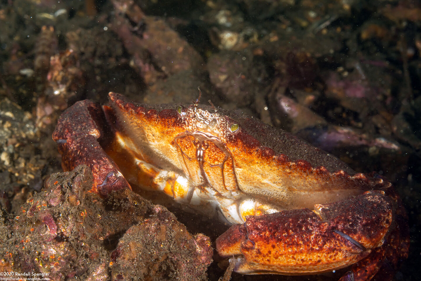 Cancer productus (Red Rock Crab)