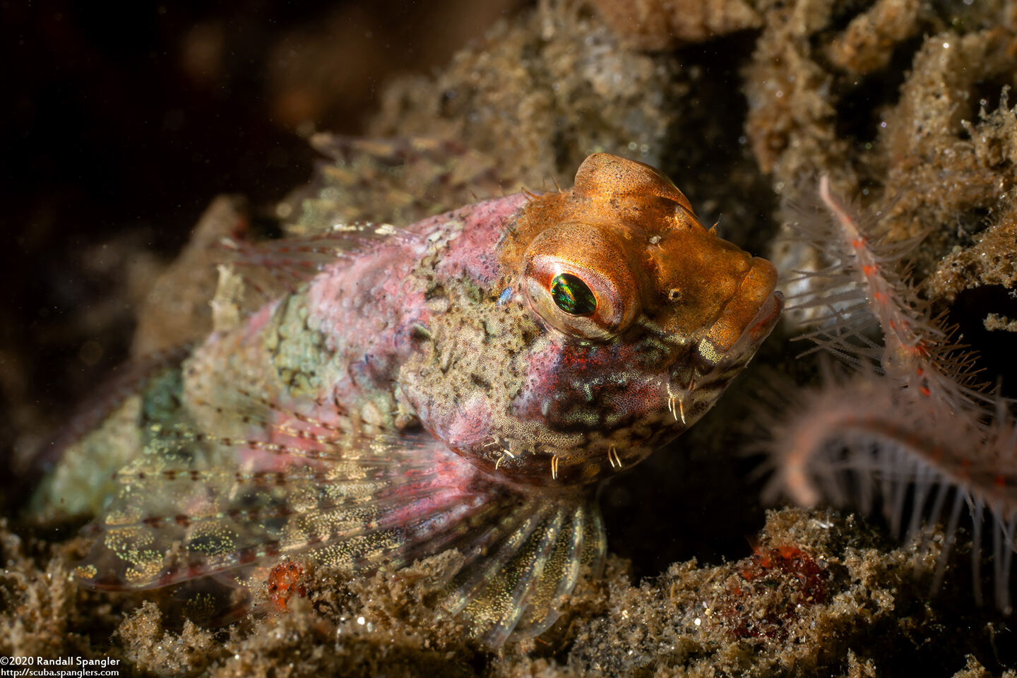Orthonopias triacis (Snubnose Sculpin)