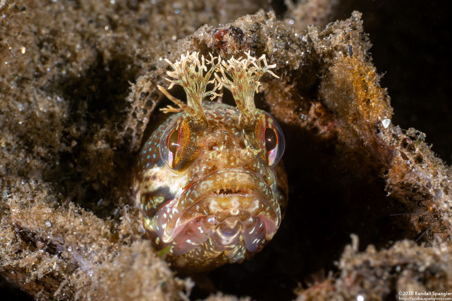 Neoclinus stephensae (Yellowfin Fringehead)