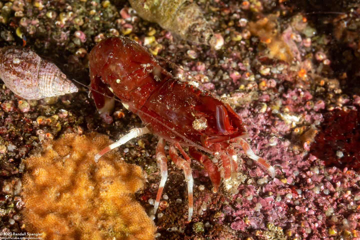 Spirontocaris prionota (Deep Blade Shrimp)