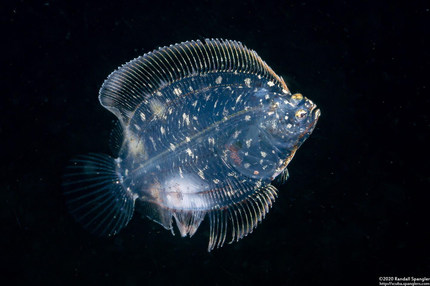Family Bothidae (Larval Flounder)