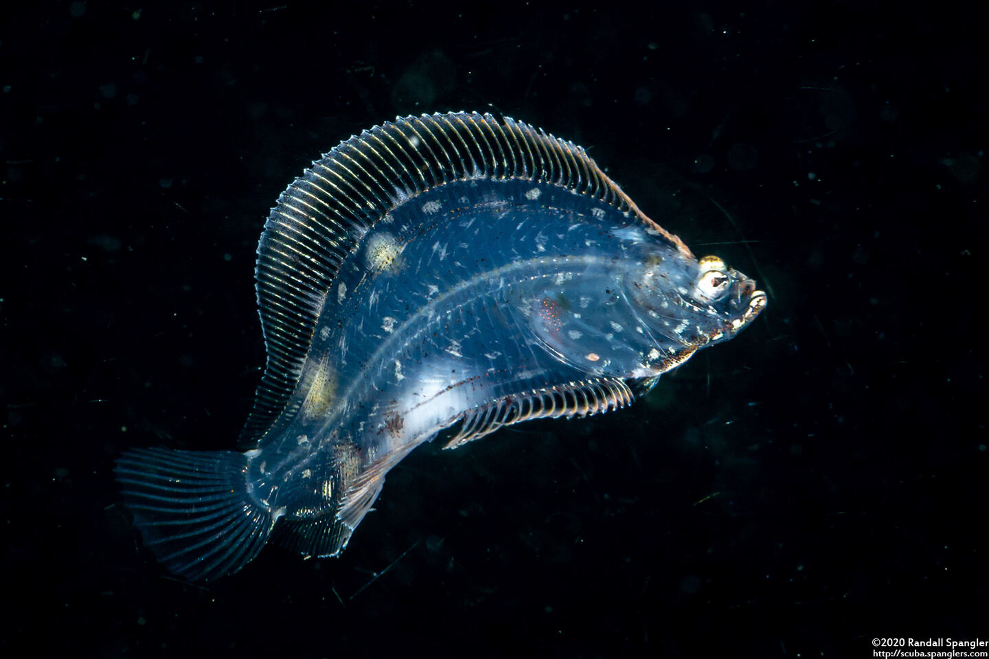 Family Bothidae (Larval Flounder)
