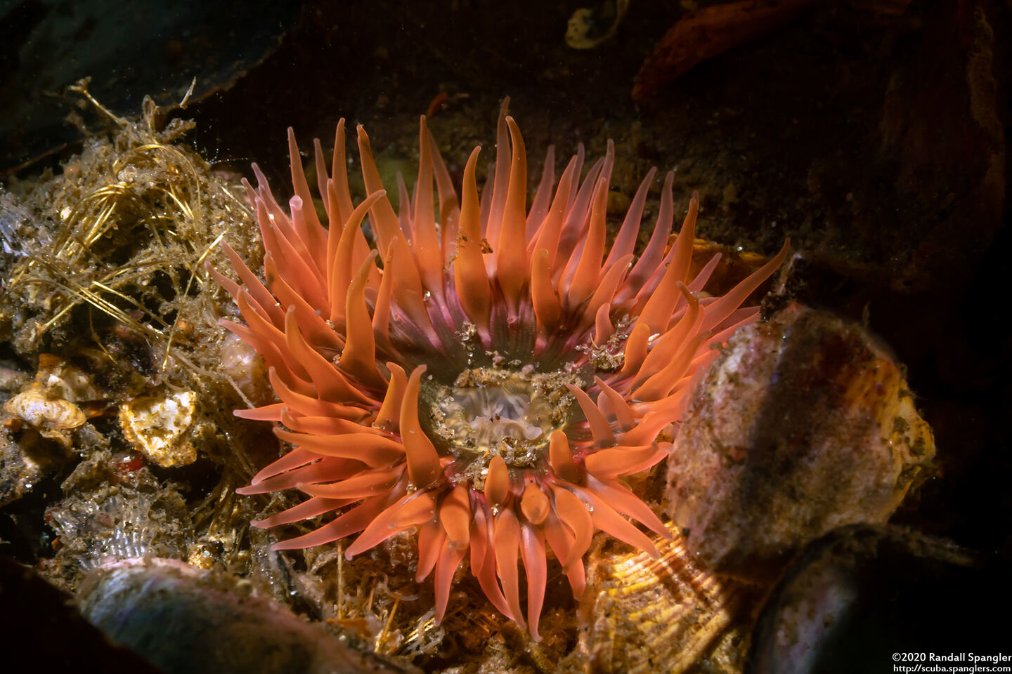 Anthopleura artemisia (Moonglow Anemone)