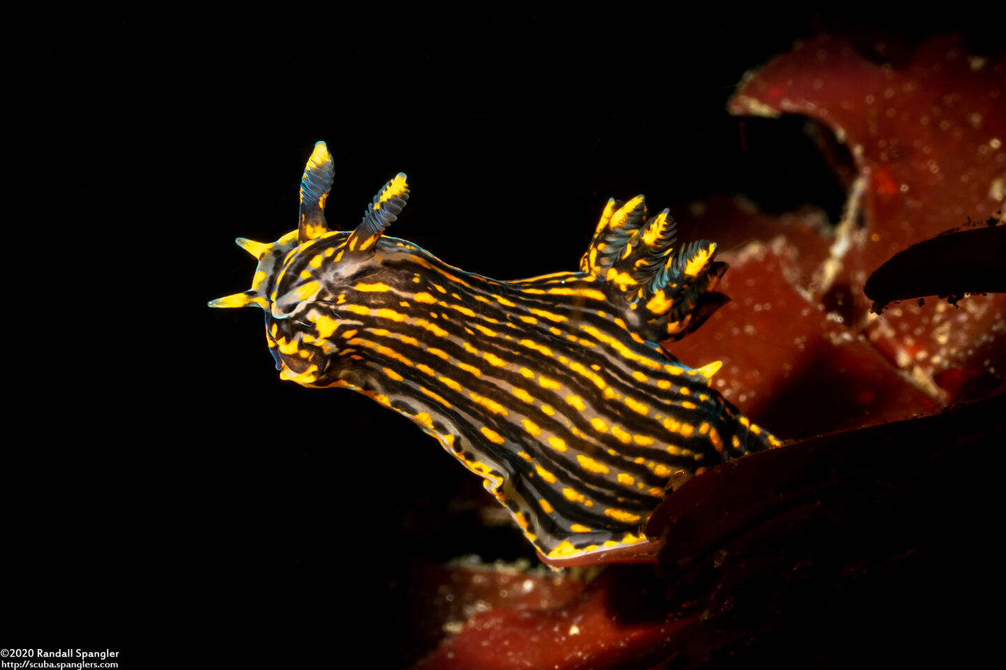Polycera atra (Black Dorid)