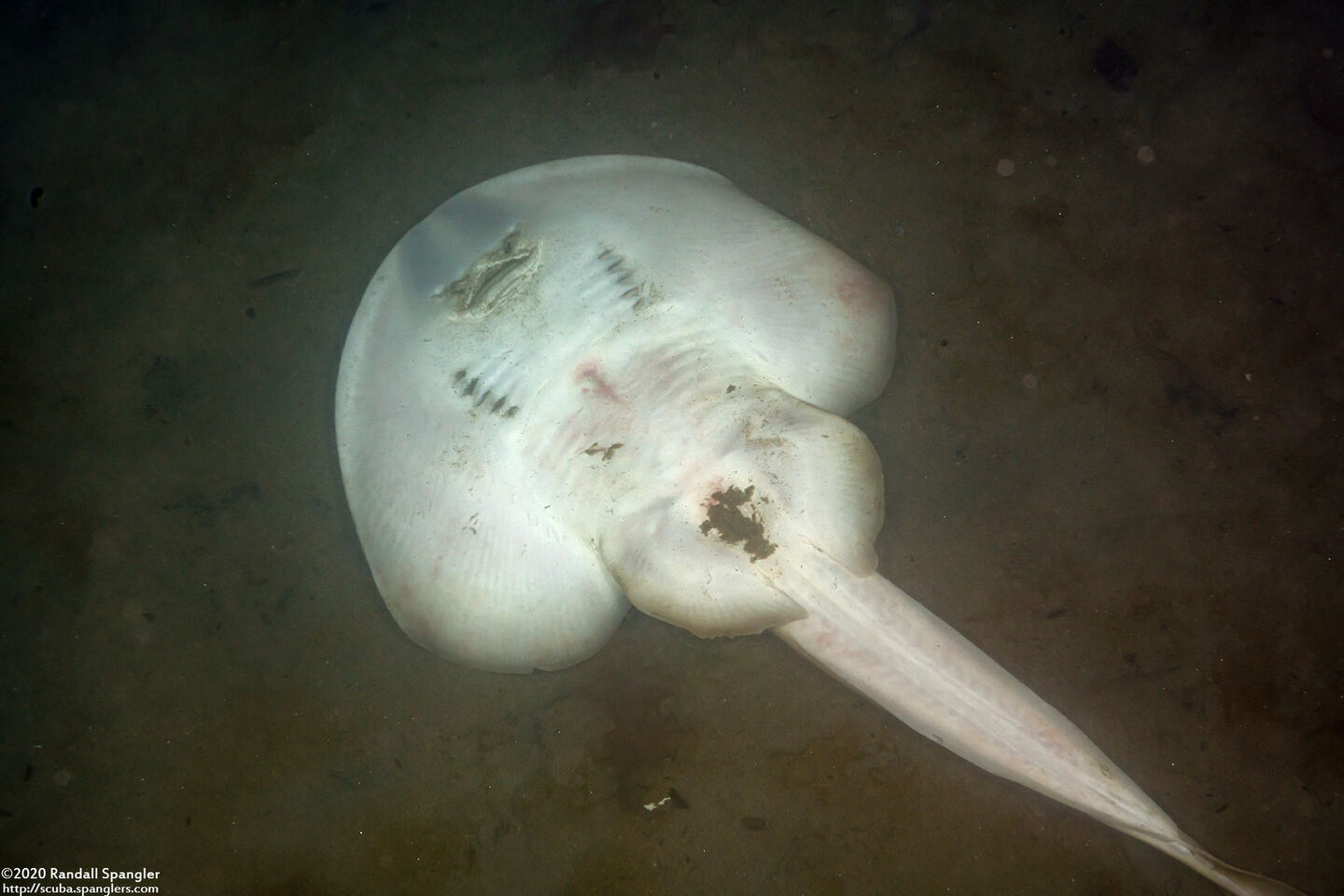 Platyrhinoidis triseriata (Thornback); Underside of a dead ray
