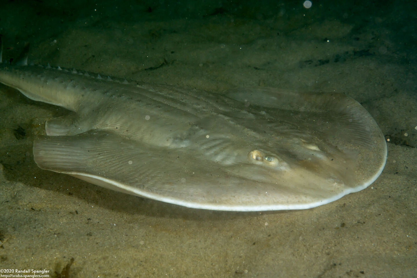 Platyrhinoidis triseriata (Thornback)