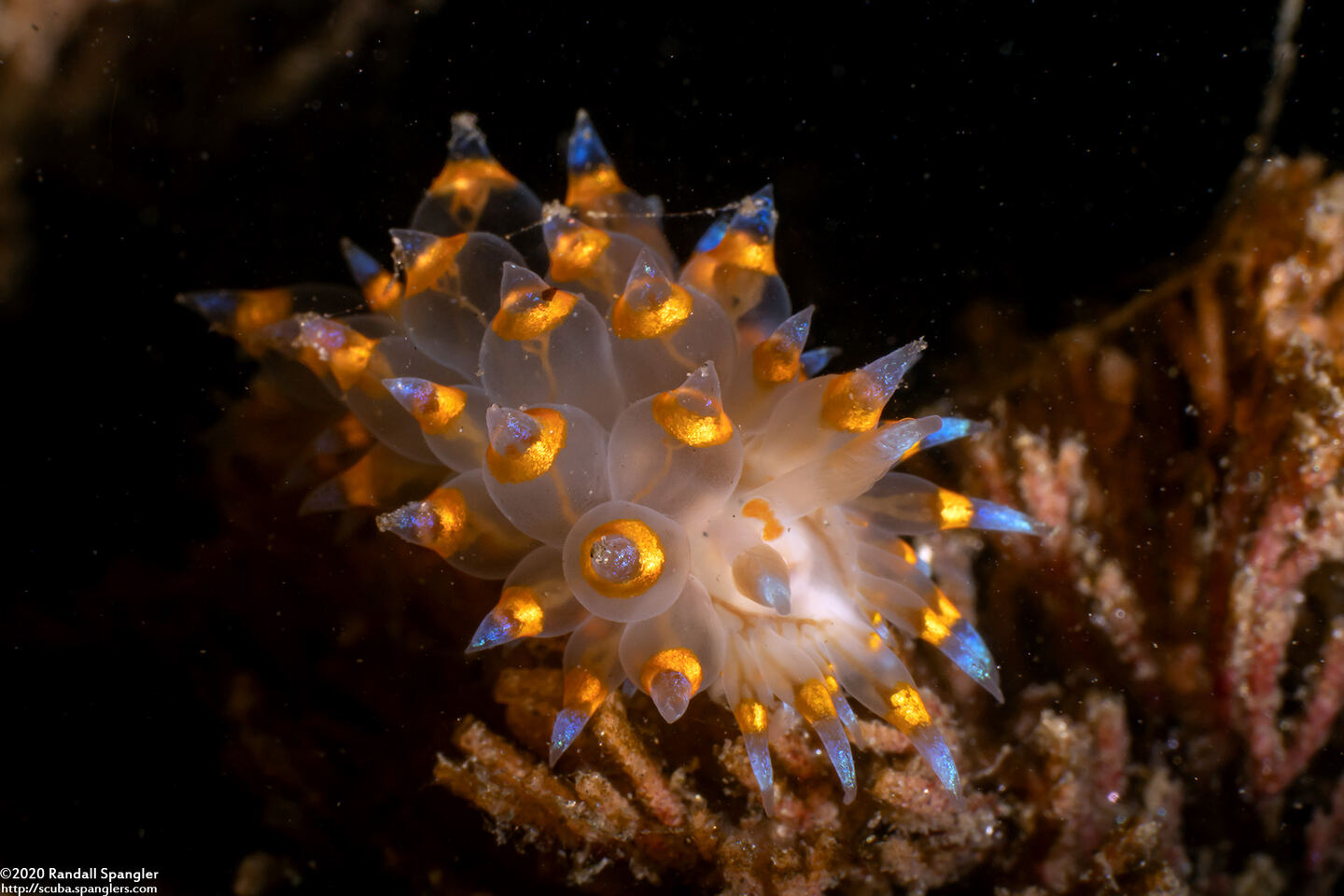 Antiopella barbarensis (Santa Barbara Janolus)