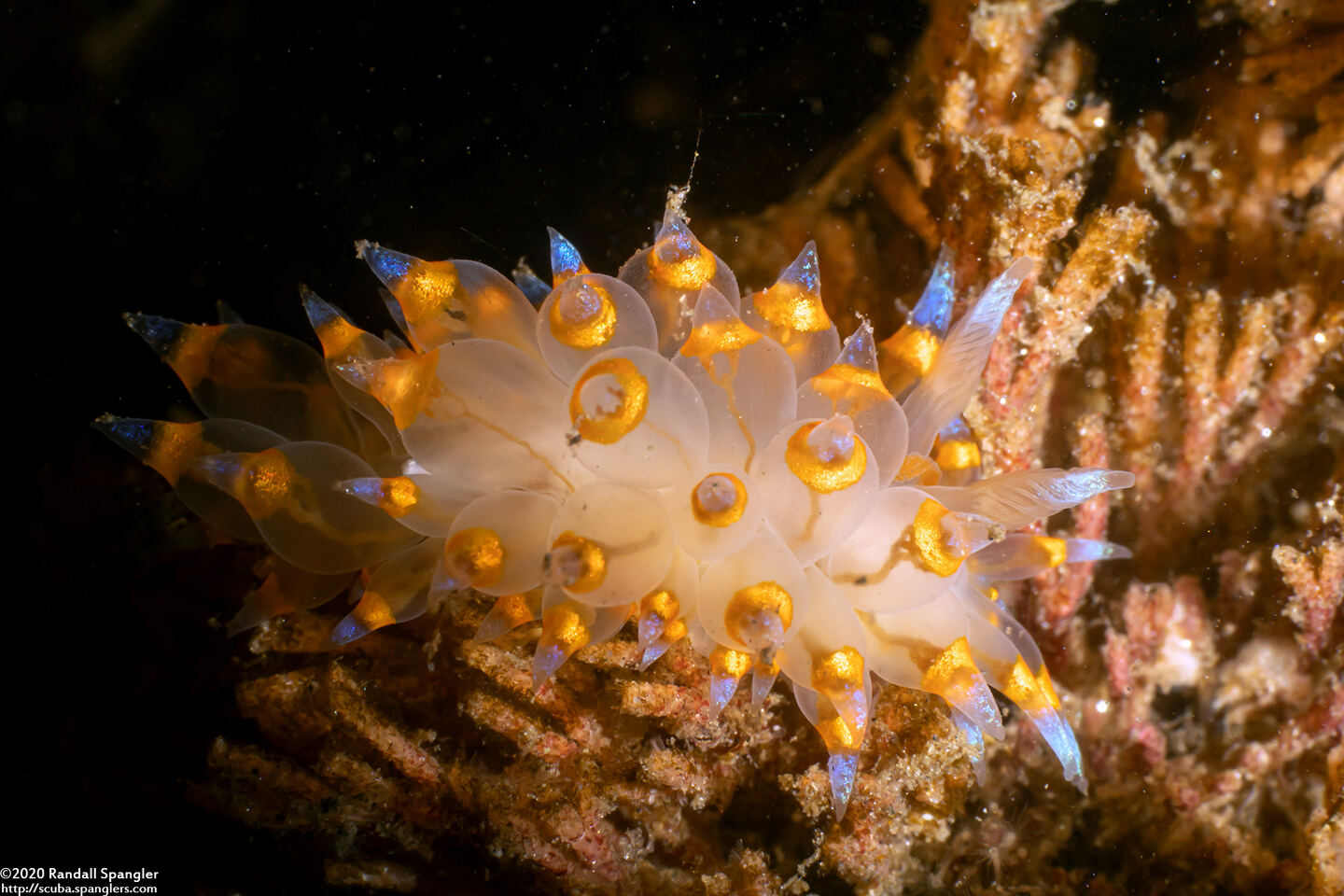 Antiopella barbarensis (Santa Barbara Janolus)