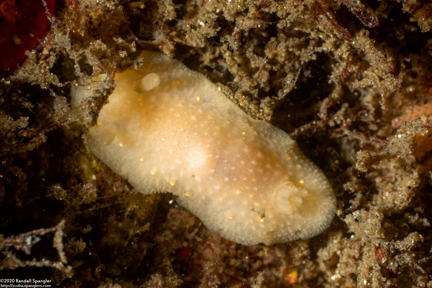 Cadlina modesta (Modest Cadlina)