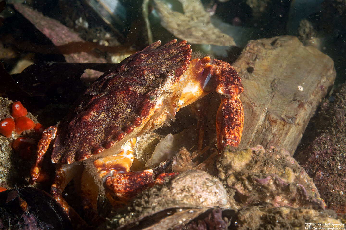 Cancer productus (Red Rock Crab)